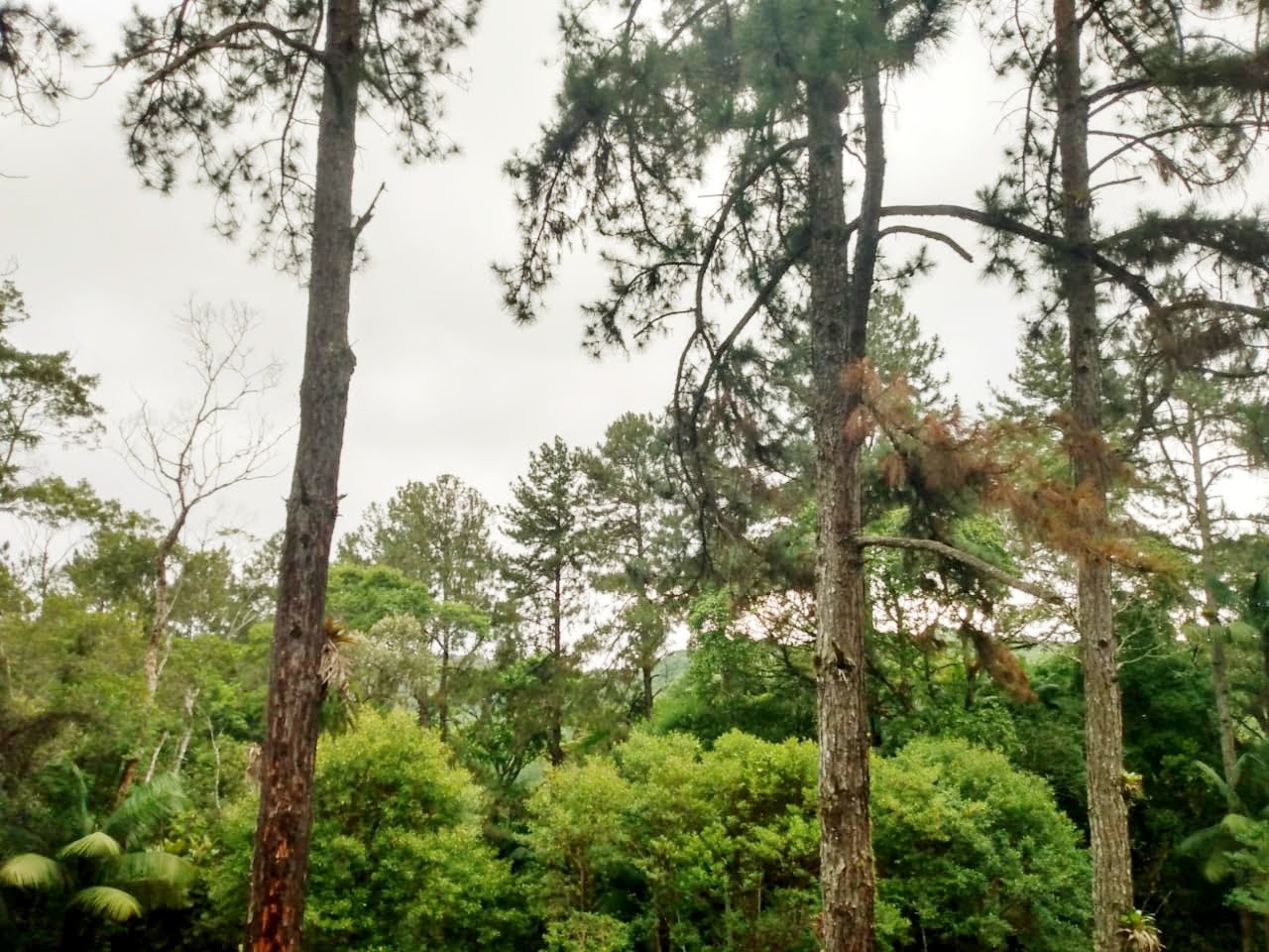 imagem do im�vel 768