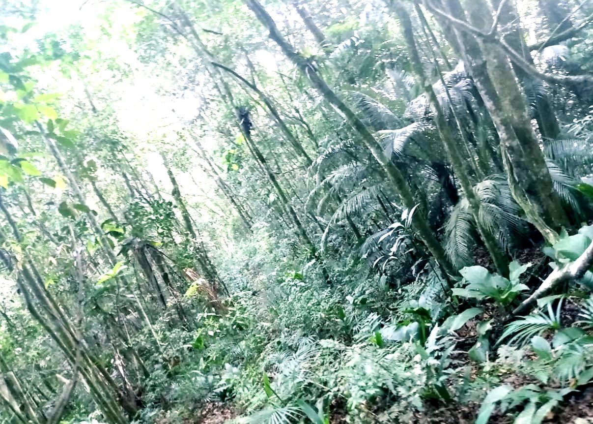 imagem do im�vel 768